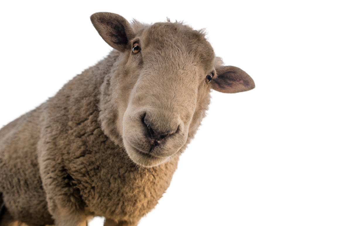 A sheep with an arrow and text pointing to it, the text reads "This could be you". This implies that if you haven't joined the SCANZ - Star Citizen Australia and New Zealand community, then this isn't you, but could be.